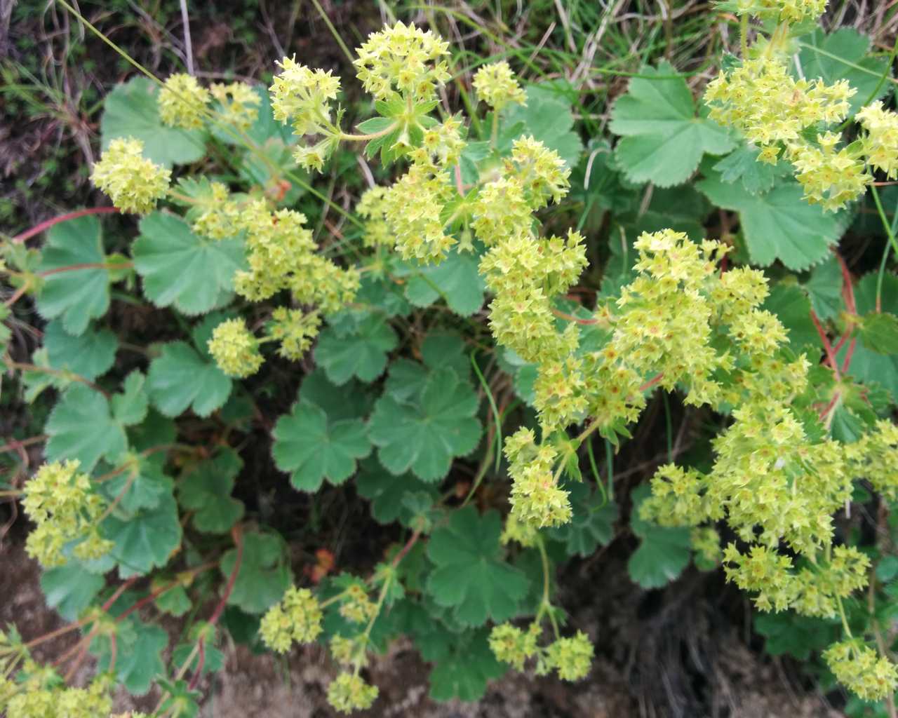 Alchemilla sp.